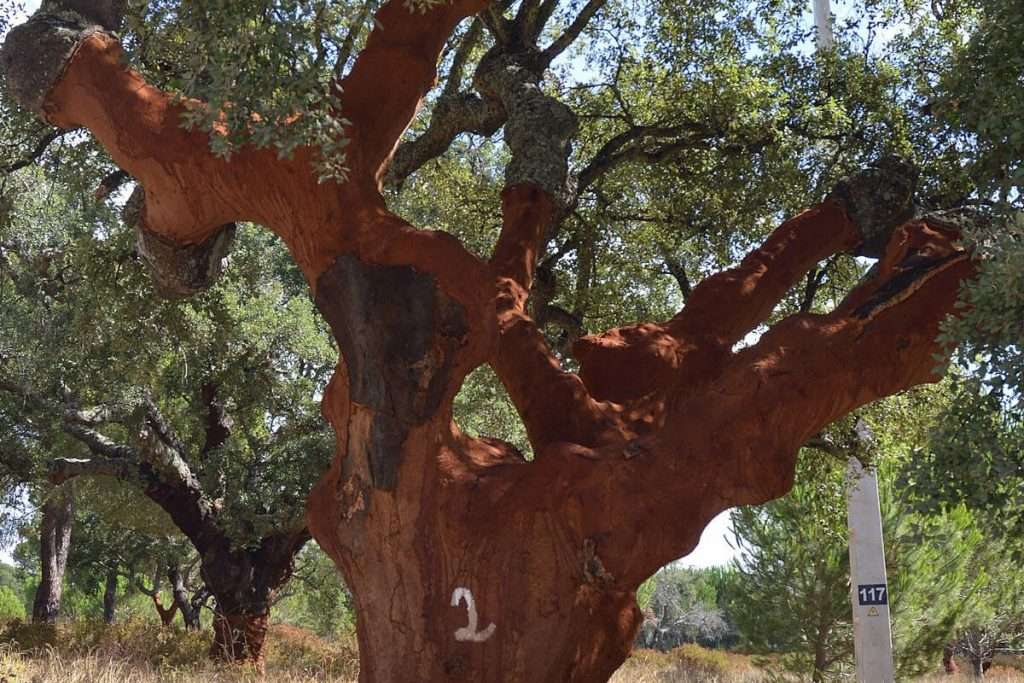 foresta sughero ecosistema