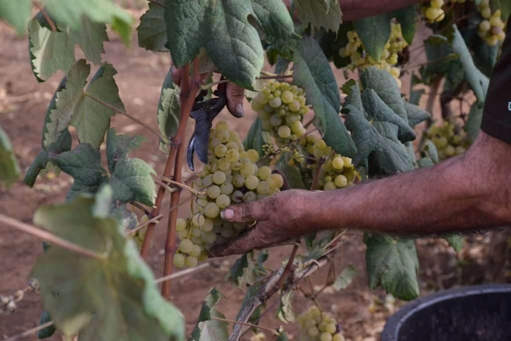 Casale del giglio foto azienda 1