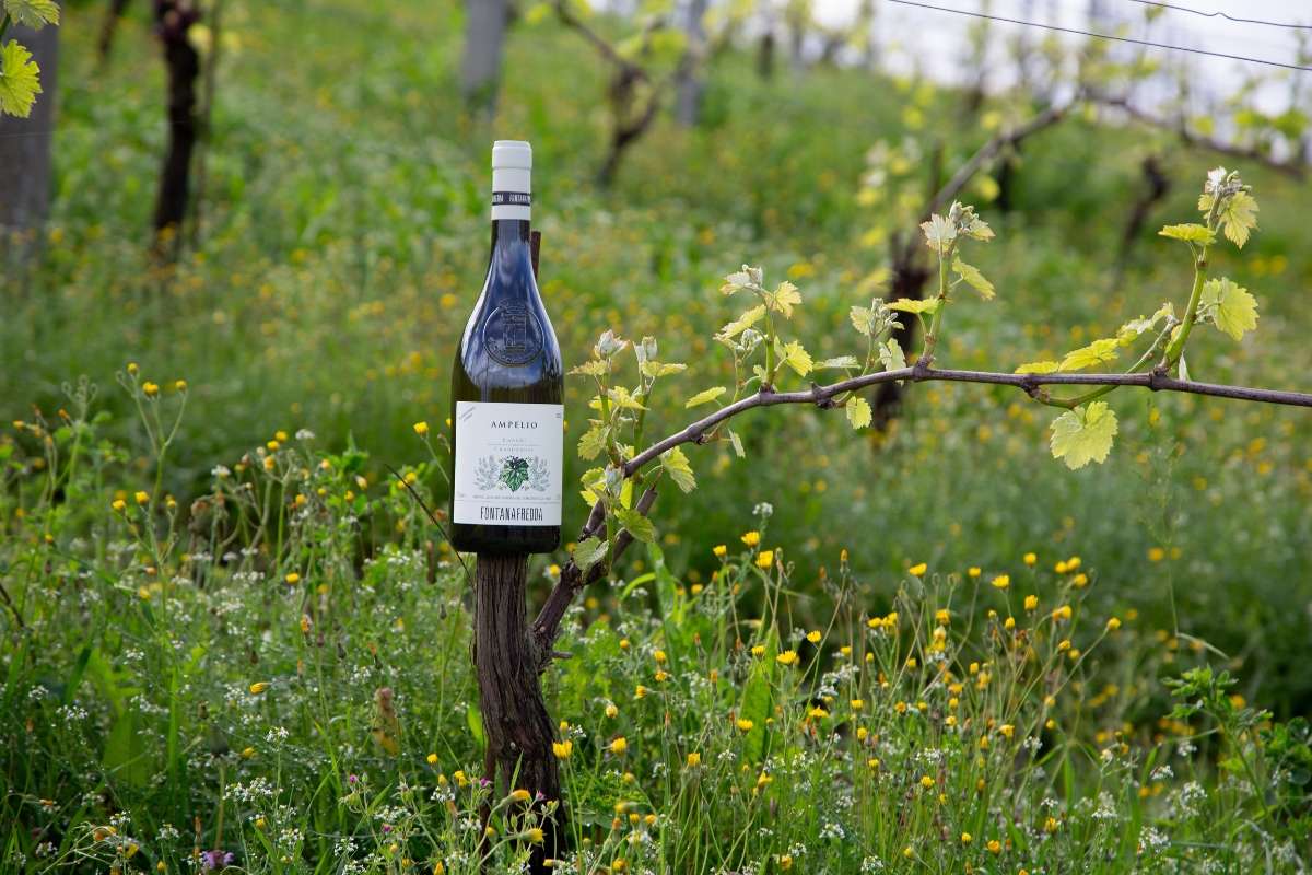 Fontanafredda Lancia la Linea “Vini Fini”