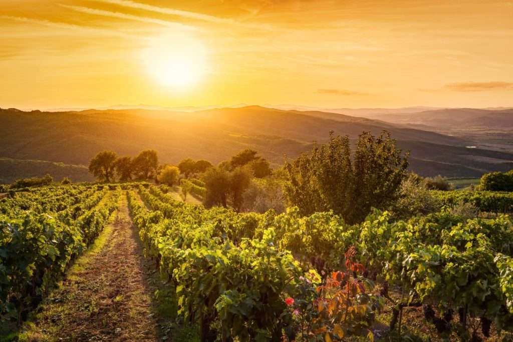 The Ingredients of Wine Tourism: The Crucial Role of the Landscape