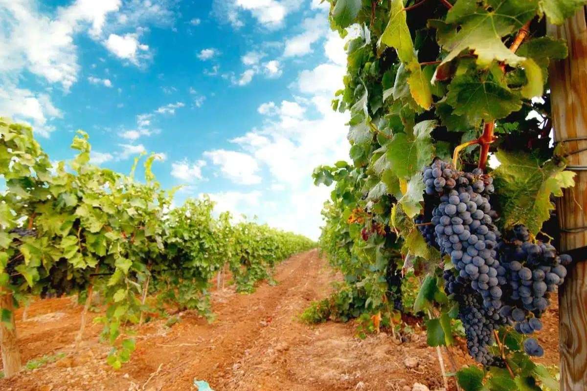 Vino, declino superfici e calo produttivo 2023 analisi e dati