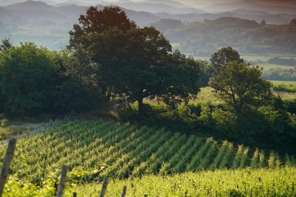 Zorzettig vince in sostenibilità