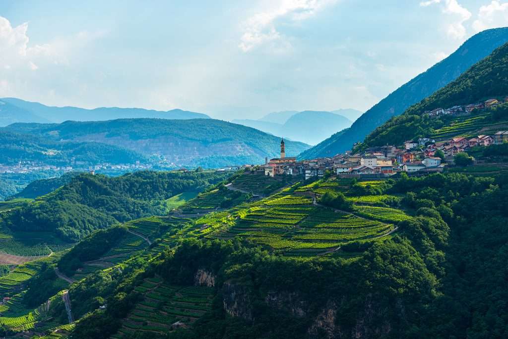 grappa val di cembra muller thurgau