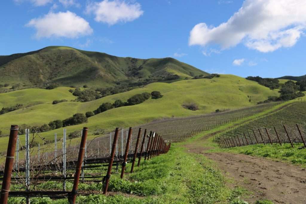 California vigneti vino