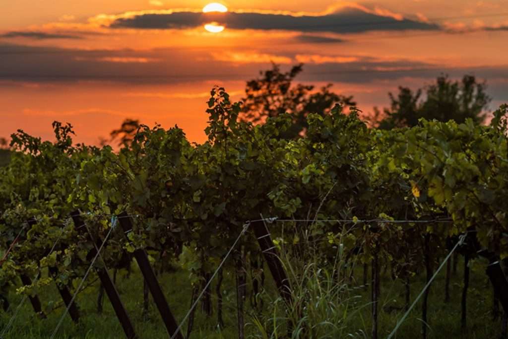 Franc Lizêr Partner della Michelin Cup Challenge Revival 2024 Vino e Aviazione in Primo Piano