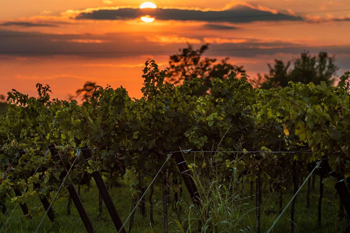 Franc Lizêr Partner della Michelin Cup Challenge Revival 2024 Vino e Aviazione in Primo Piano