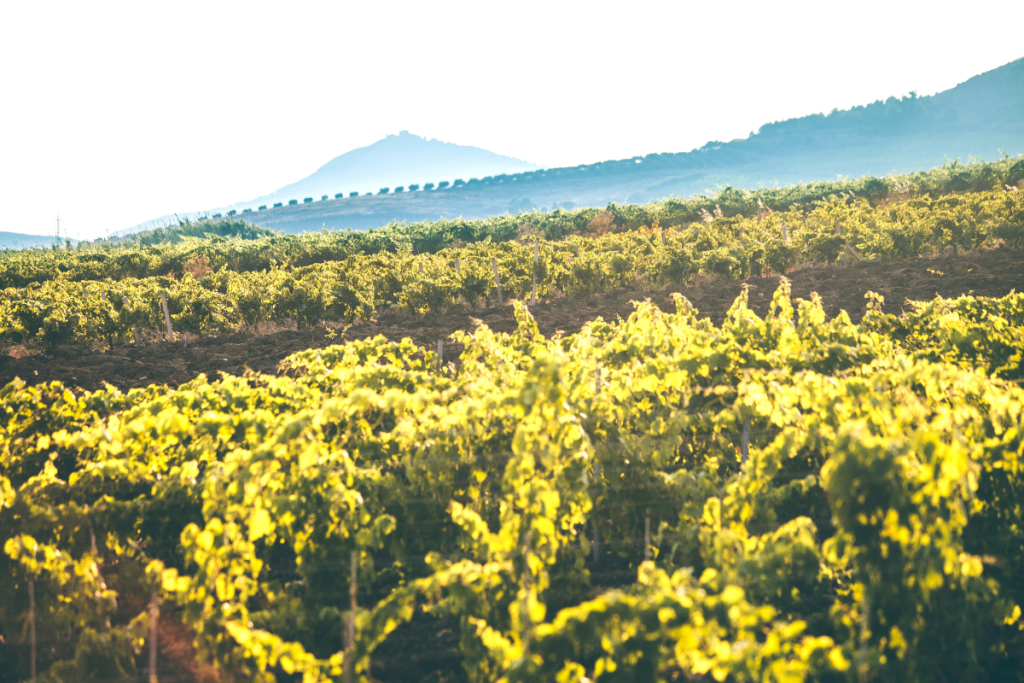 Il Consorzio tutela Vini DOC Sicilia è presente al 29° Enosimposio di Assoenologi Sicilia