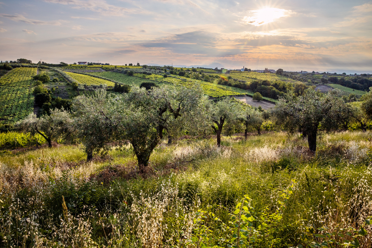 Tollo Wine Festival un Viaggio alla scoperta delle eccellenze enologiche di Tollo e della Tullum DOCG