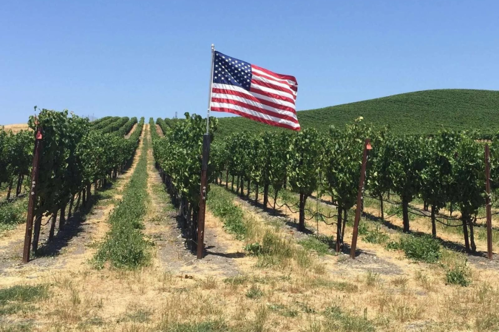 USA, vitigni le normative bloccano l’import di nuove varietà