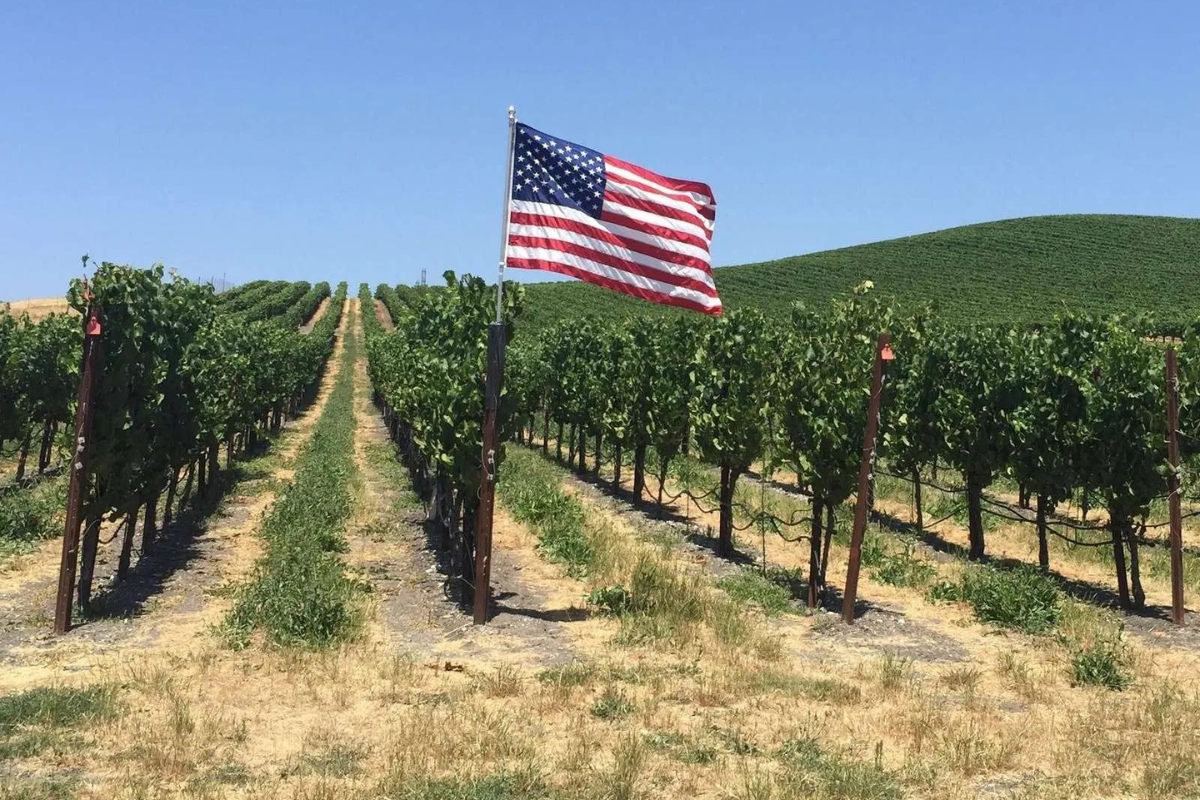 USA, vitigni le normative bloccano l’import di nuove varietà