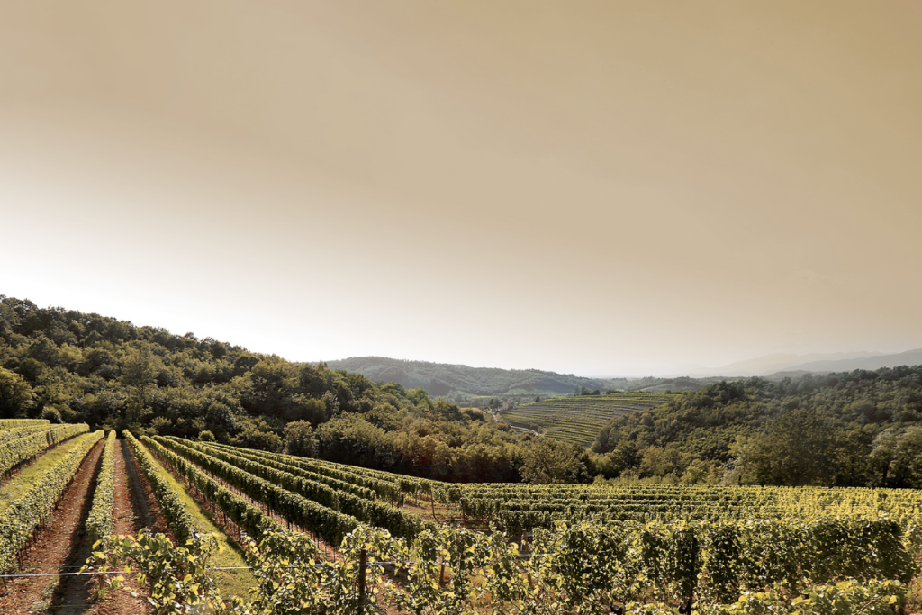 Un secolo di vino nel Collio la storia di Venica&Venica