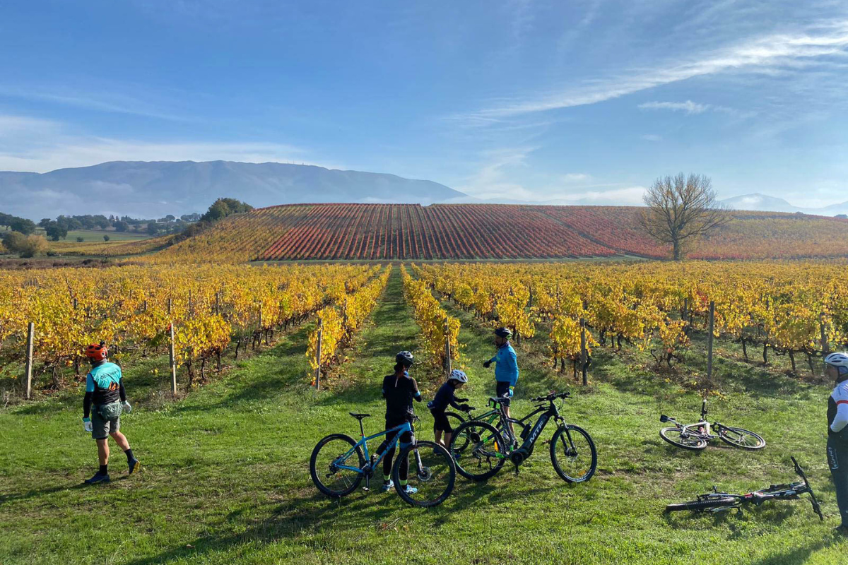 Vigneti Aperti 2024 l'Umbria trasforma le sue cantine in centri di attrazione culturale e turistica