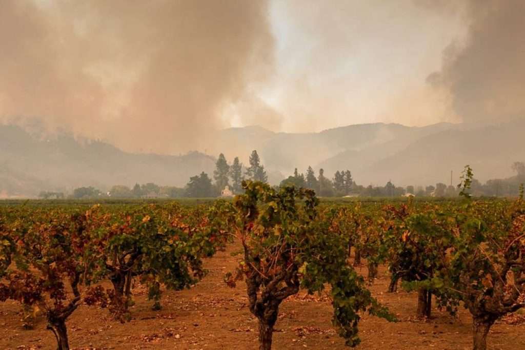 Viticoltura California