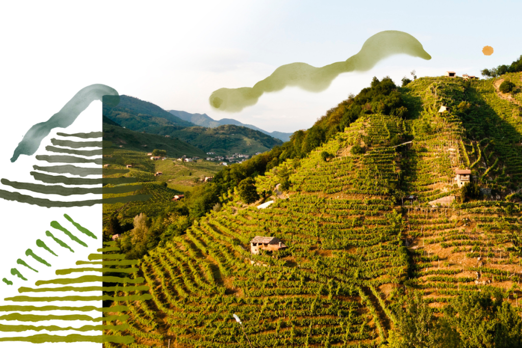 Bisol1542 annuncia una vendemmia storica sulle colline Patrimonio dell’Umanità Unesco di Valdobbiadene