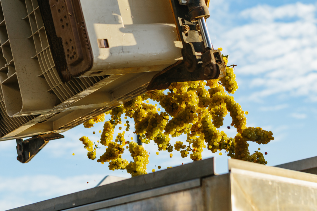 Da Nord a Sud la voce dei Consorzi sulla vendemmia 2024