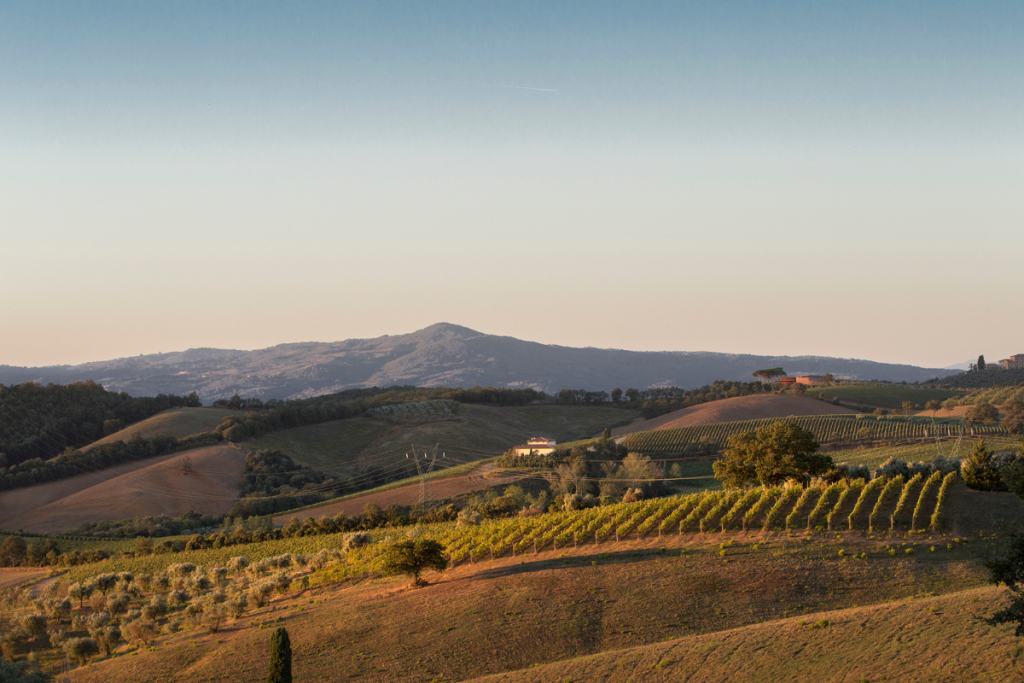 Il Consorzio Tutela Vini Montecucco presenta i risultati della nuova indagine condotta tra le aziende socie