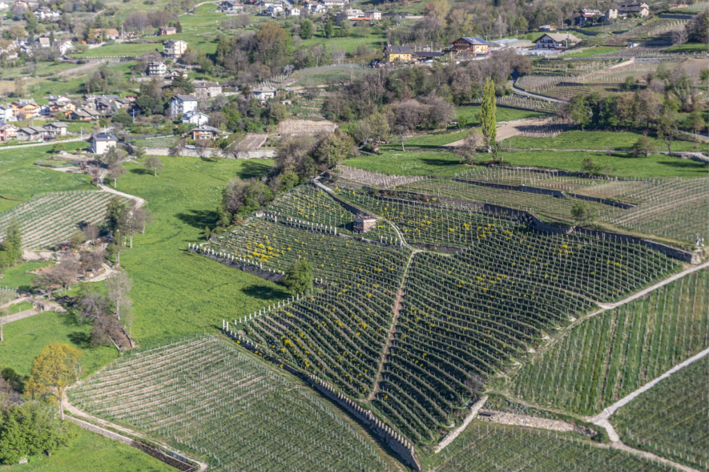 L’eredità vinicola della famiglia Grosjean dalla tradizione all’innovazione