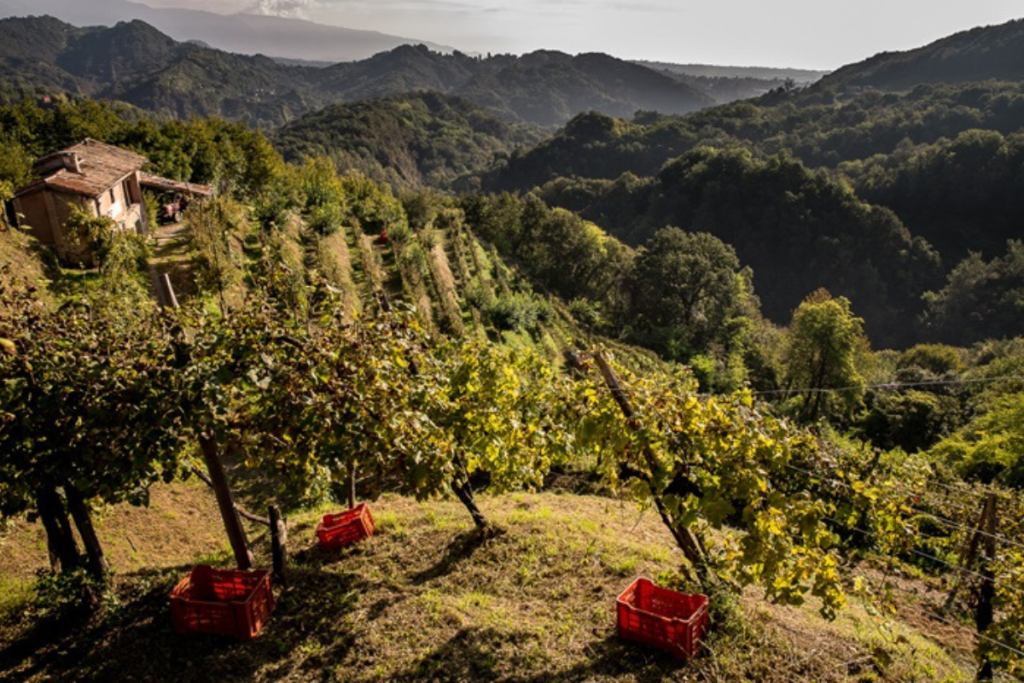 Masi, vendemmia 2024 clima che cambia, qualità che si mantiene