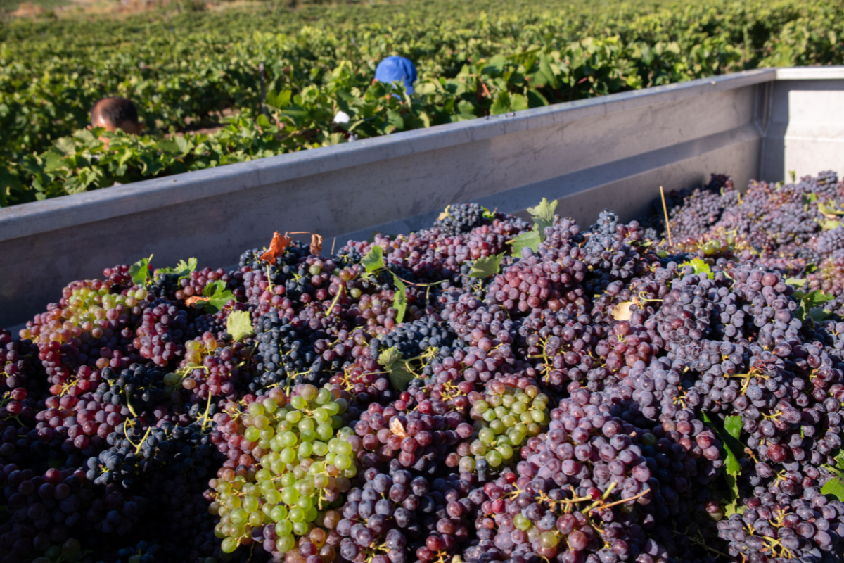 Vendemmia 2024 la parola ai protagonisti di The Wine Net 