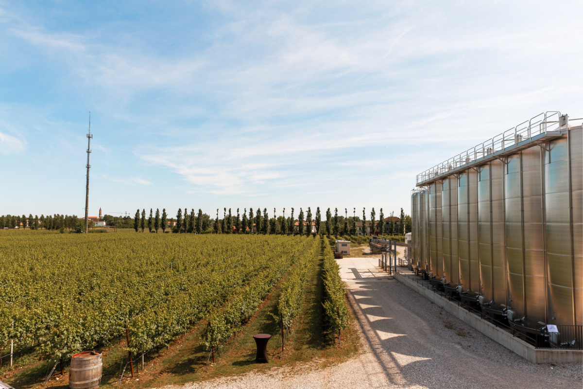 Cantina Pizzolato, vendemmia 2024 sfide climatiche e sostenibilità al centro della produzione biologica