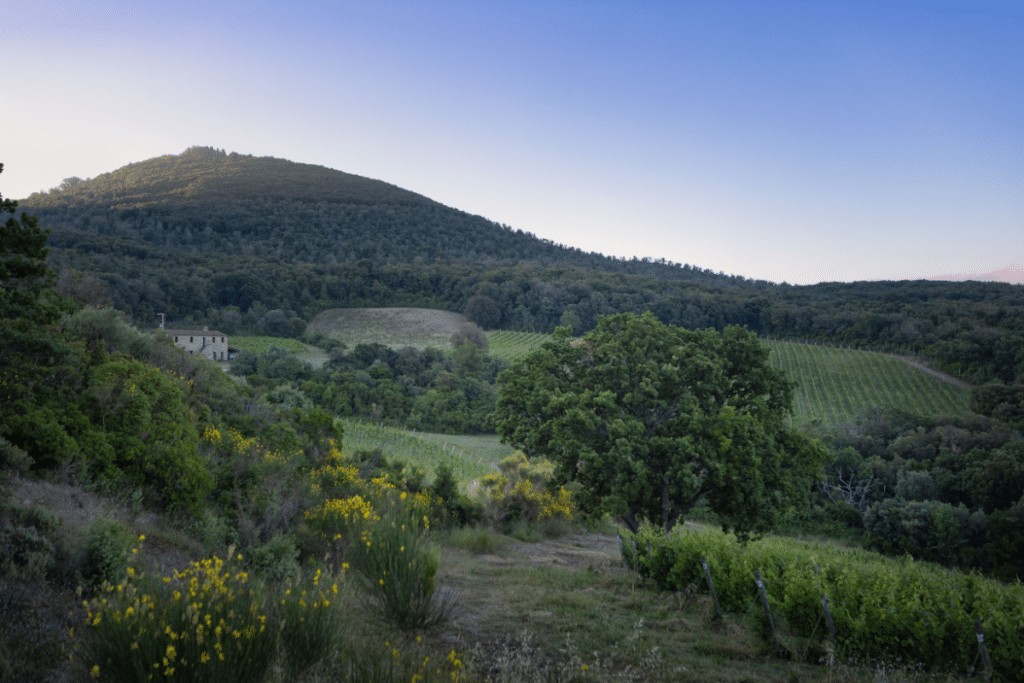 Comunicare oggi il valore dei fine wines la versione di Tenuta San Guido