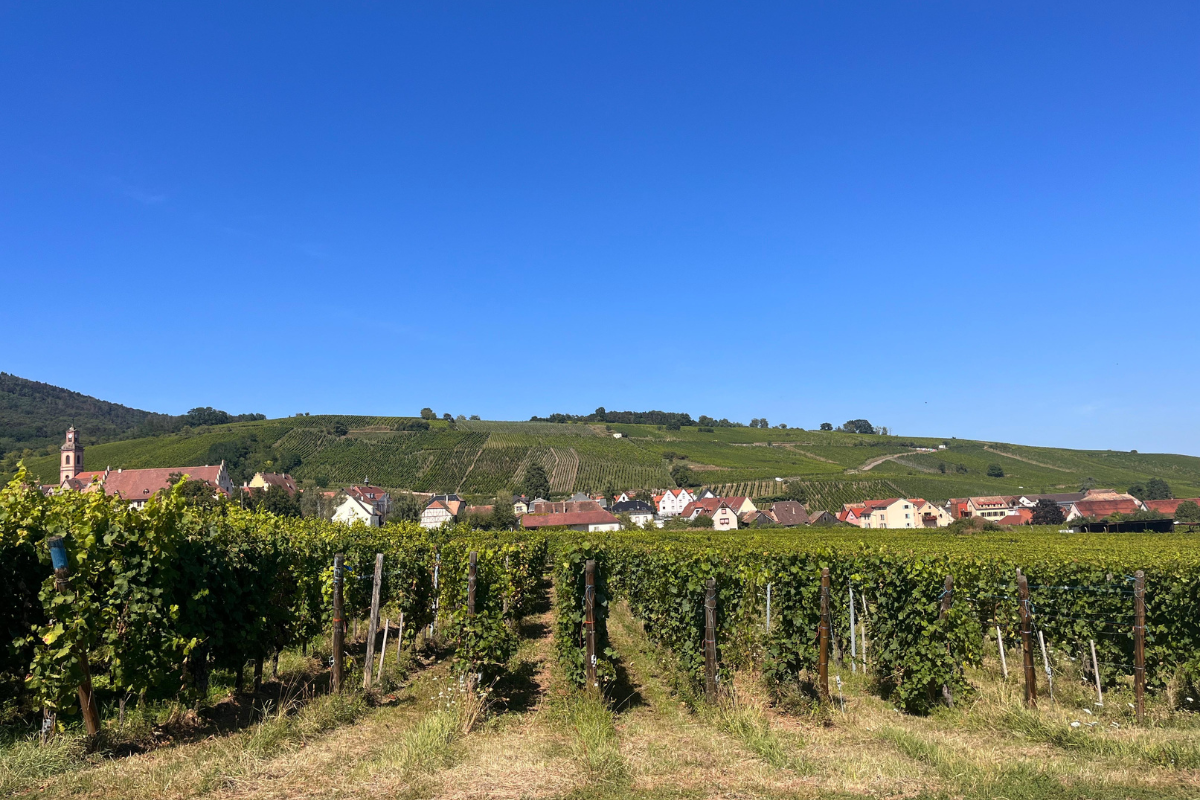 Enoturismo in Alsazia 7 differenze chiave rispetto all’Italia