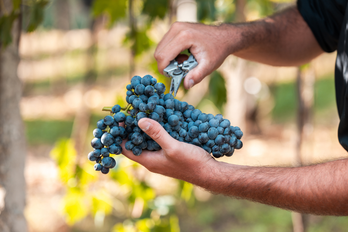 Famiglia Castagnedi annuncia l'Inizio della Vendemmia 2024