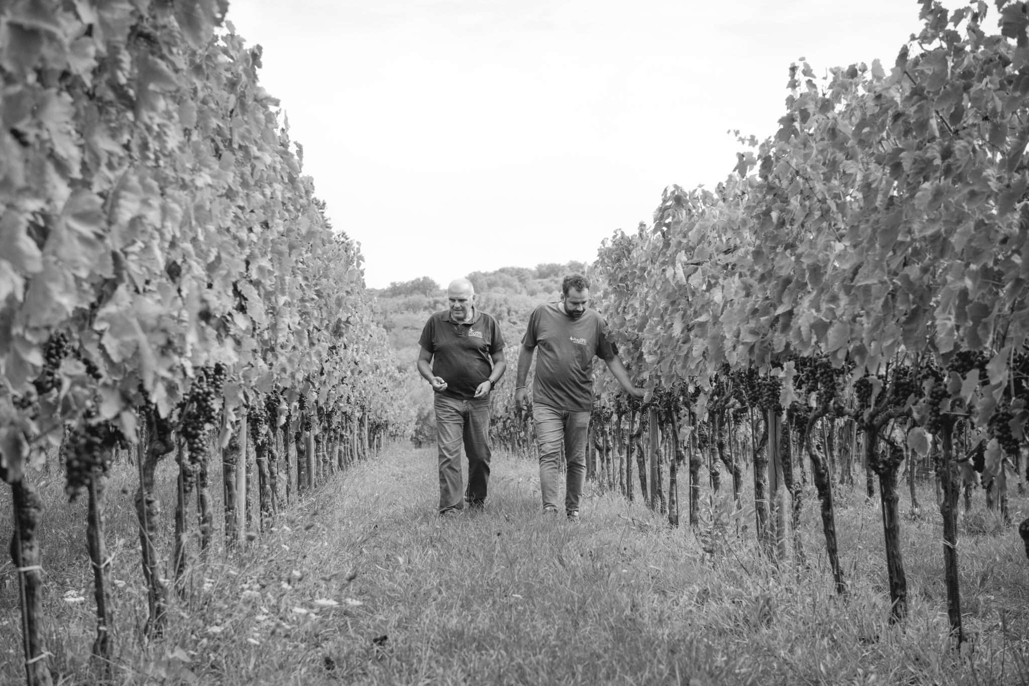 Fattoria Pagano revives and reinterprets the history of Falerno