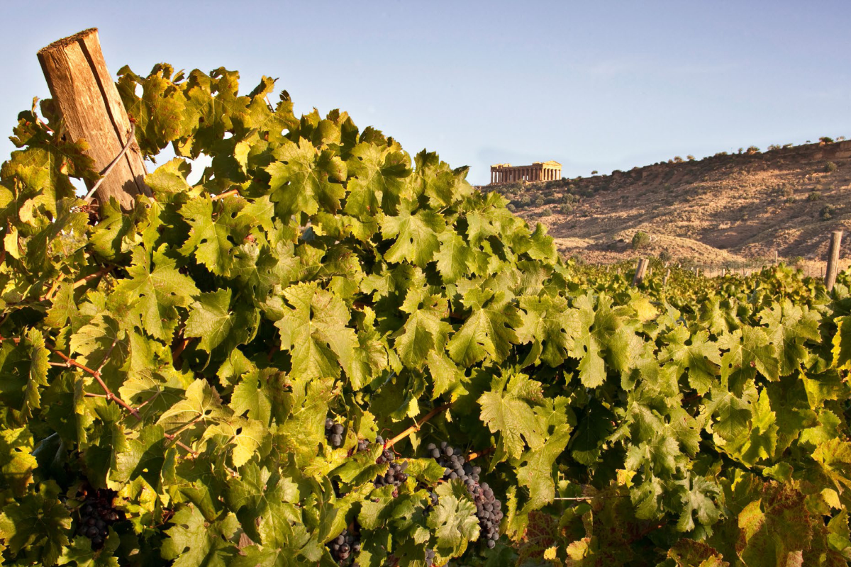 Intervista a Giovanni Greco, Presidente di CVA Canicattì e di The Wine Net