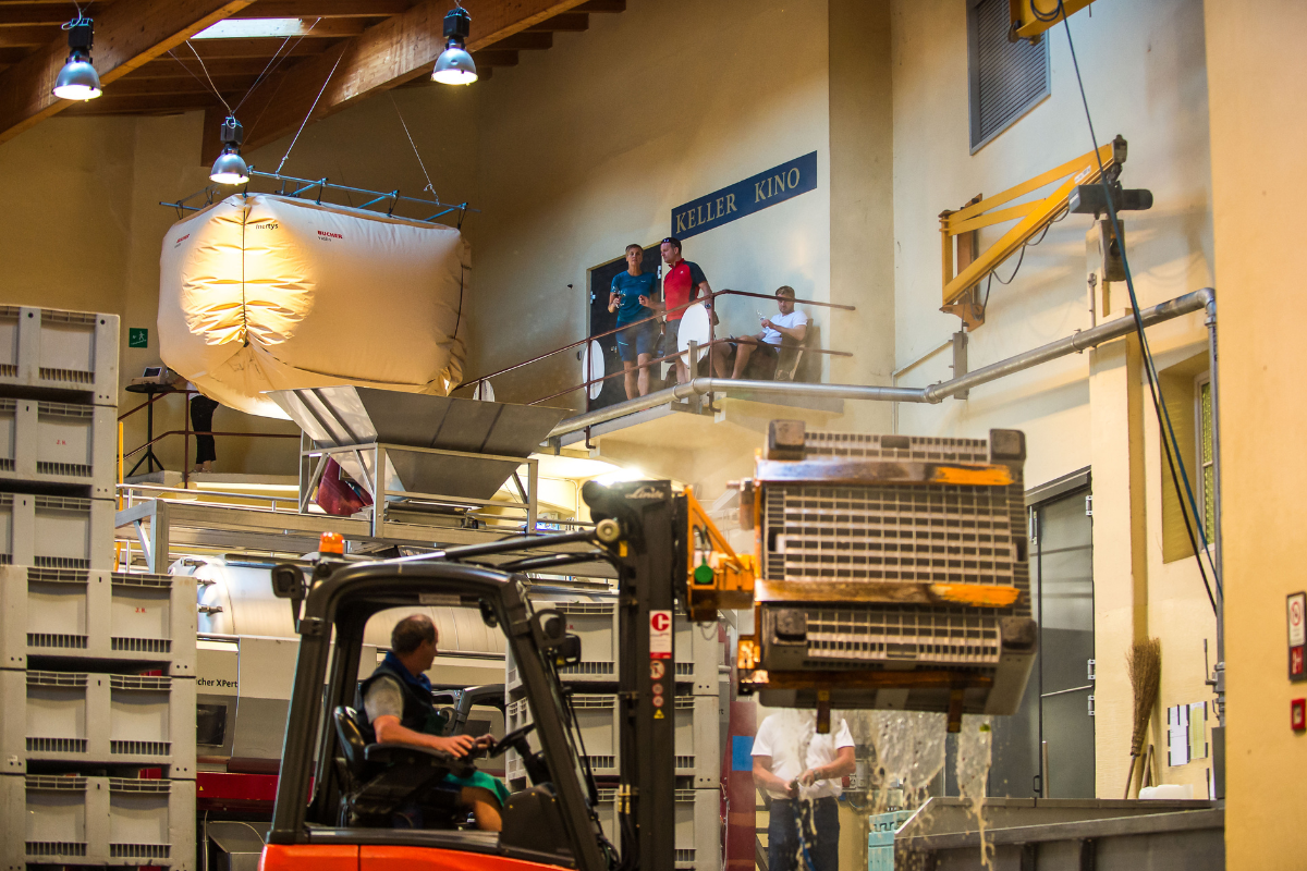 “Kellerkino” la vendemmia “live” di Hofstätter