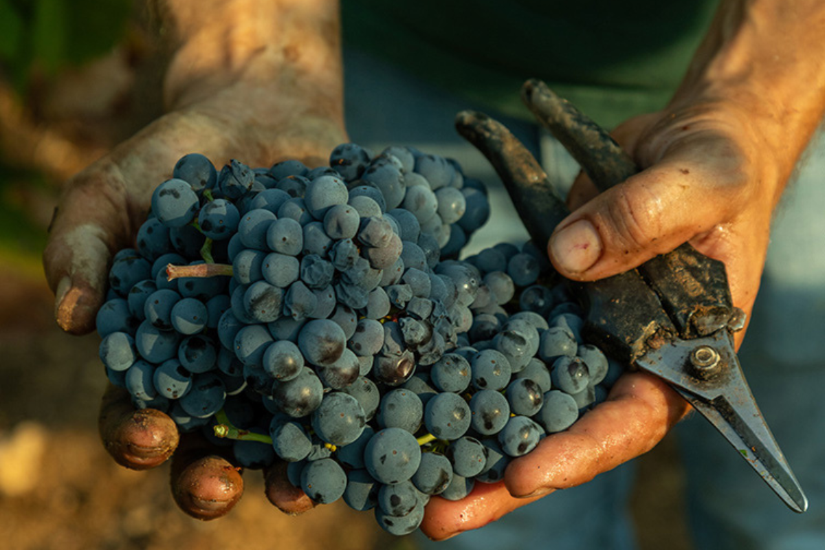 La vendemmia 2024 del Primitivo di Manduria meno quantità, ma qualità eccellente