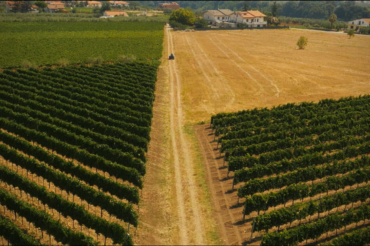 La vision di Cantina Frentana sulle sfide che oggi si impongono al settore del vino