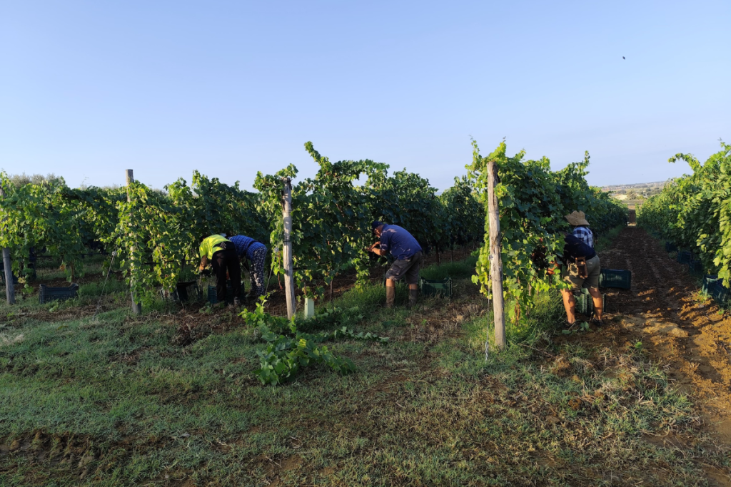 Gagia Blu: la prima vendemmia - nella nuova cantina - non si scorda mai