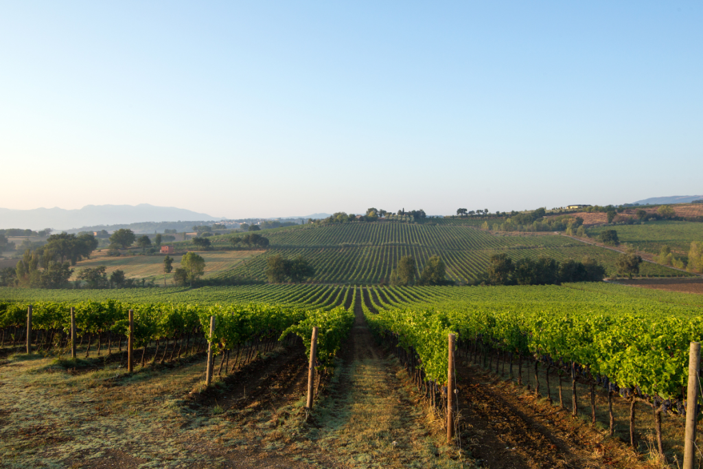 Tenuta Alzatura l’annata 2021 di Aria di Casa Montefalco DOC Bianco è la prima certificata biologica