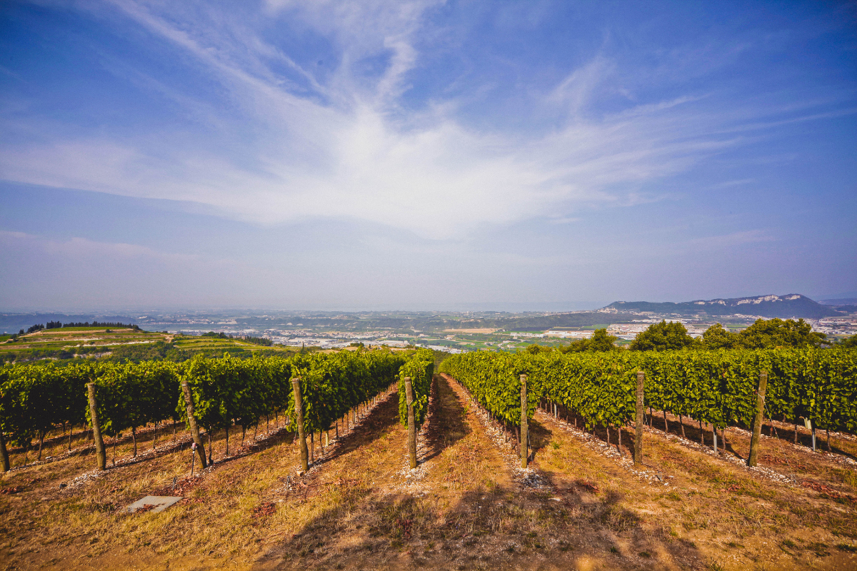 The Grand Wine Tour rinnova il Direttivo Nadia Zenato e Elvira Bortolomiol tra le nuove guide dell'enoturismo italiano