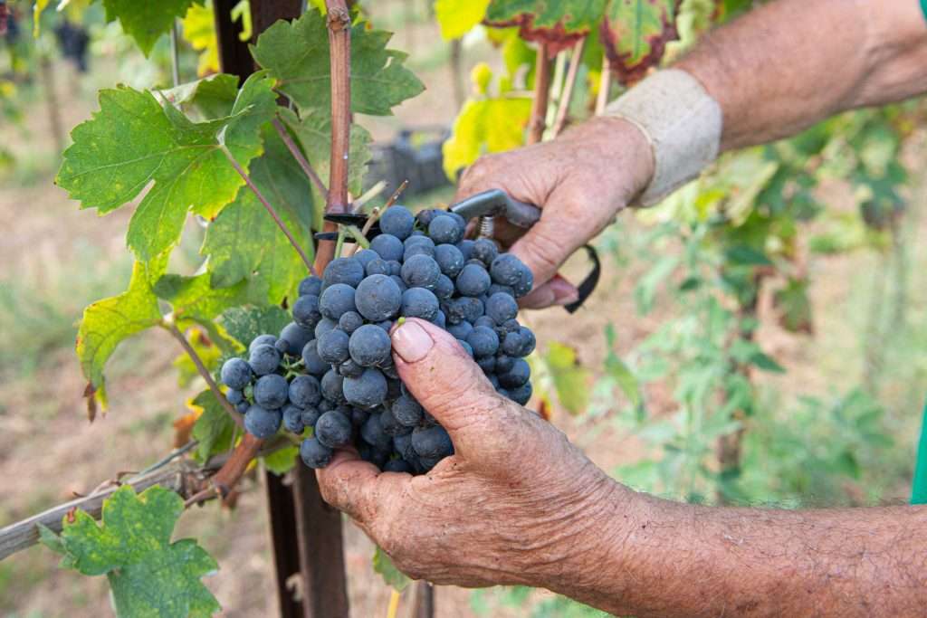 The unconventional algorithm of Fattoria Pagano versatile and strongly identitarian wines