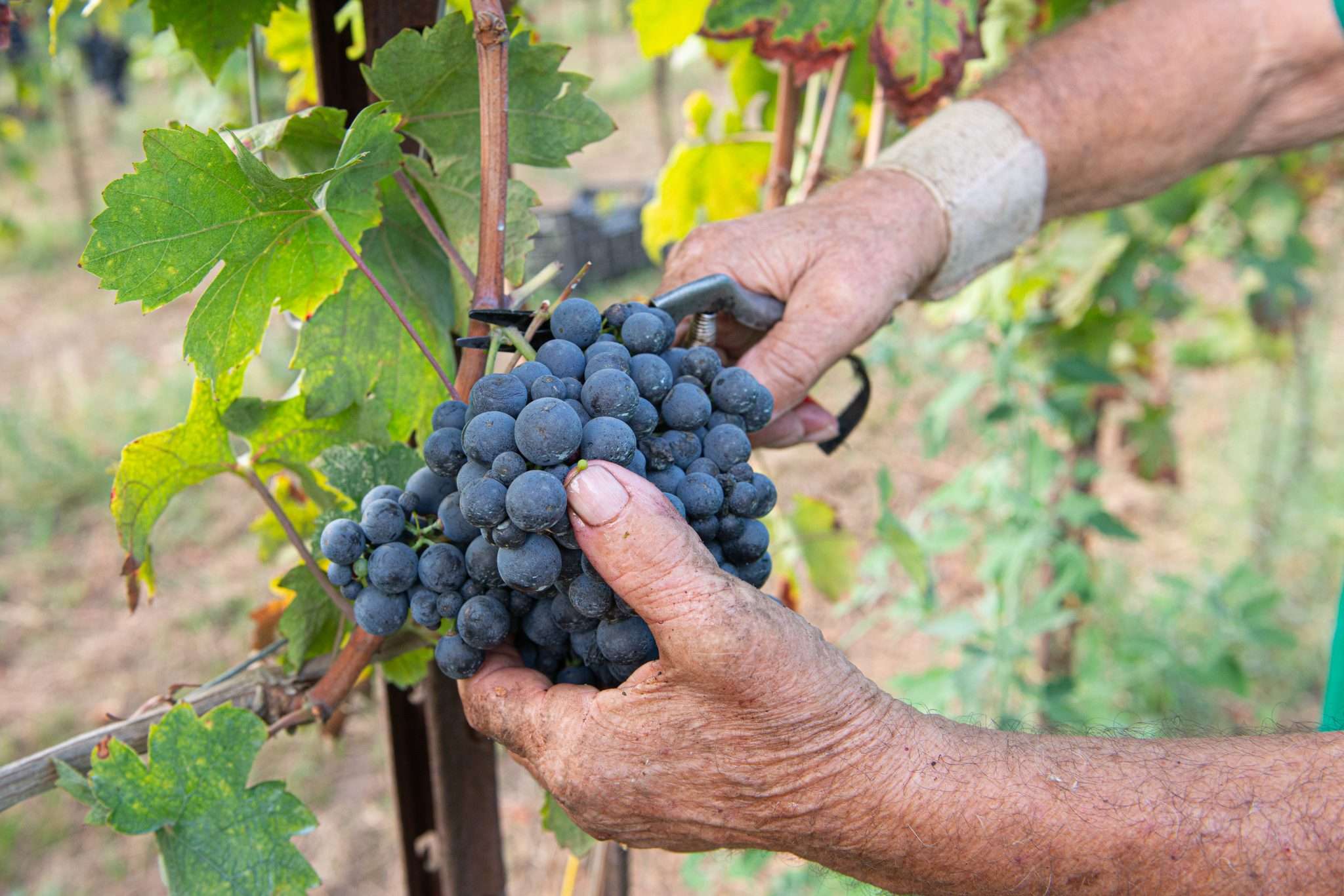 The unconventional algorithm of Fattoria Pagano versatile and strongly identitarian wines