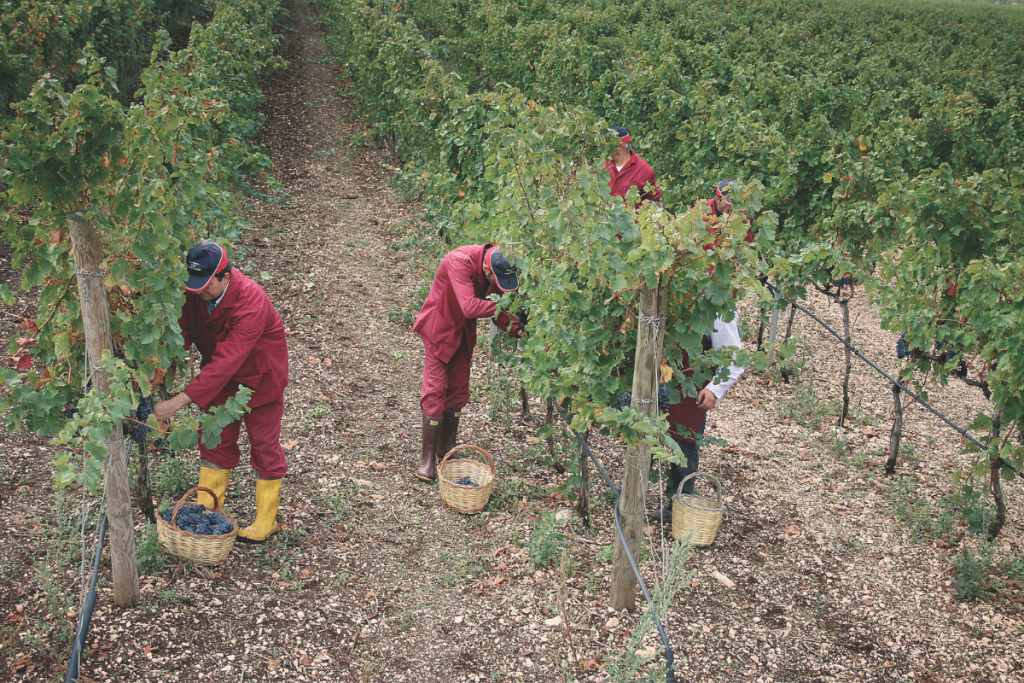 Vendemmia 2024 Tra incertezze climatiche e riduzioni produttive, la qualità delle uve si conferma eccellente