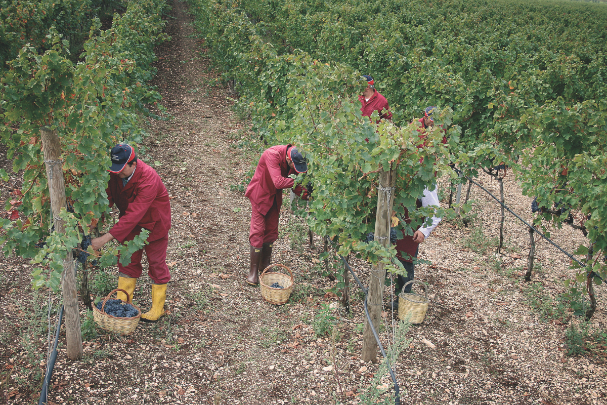 Vendemmia 2024 Tra incertezze climatiche e riduzioni produttive, la qualità delle uve si conferma eccellente