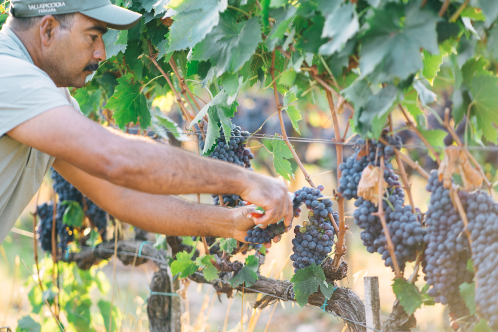Vendemmia 2024 le cantine italiane sfidano il maltempo e puntano sulla qualità delle uve