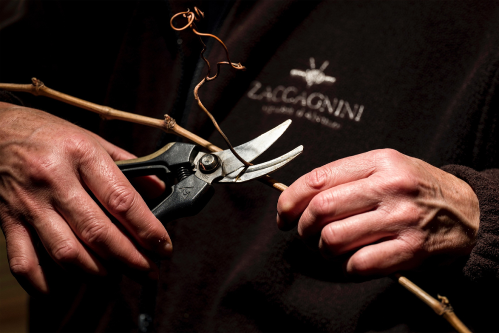 Zaccagnini productive versatility and a faithful interpretation of the territory