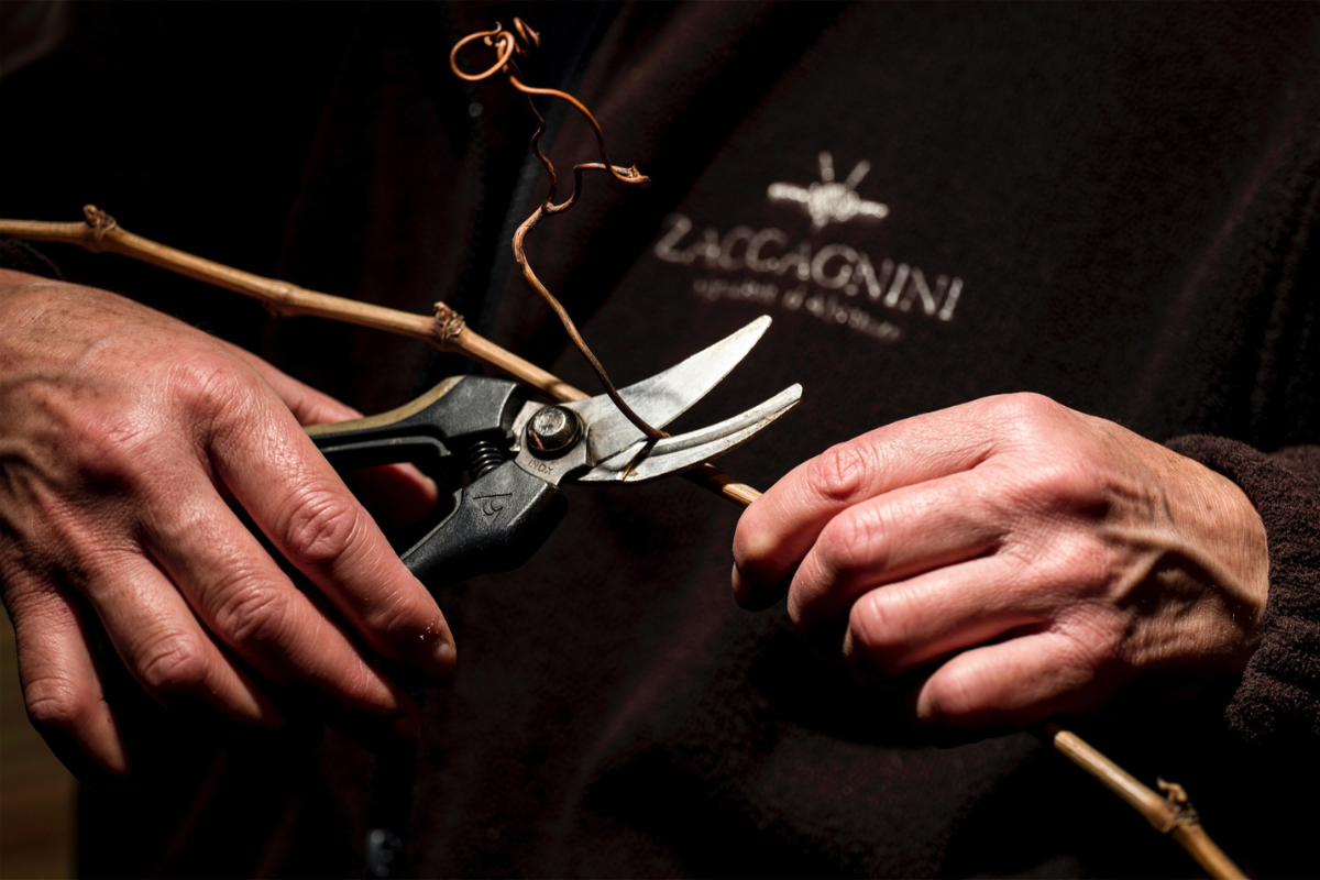 Zaccagnini productive versatility and a faithful interpretation of the territory