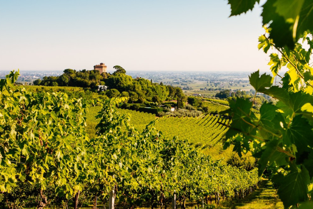 Caviro ridefinisce la sua strategia con una nuova divisione nascono Cantine Caviro e Tenute Caviro