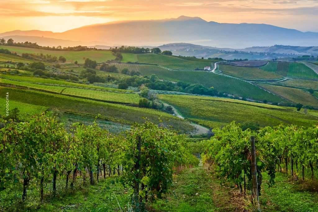 Citra vigneti pedo Majella 1