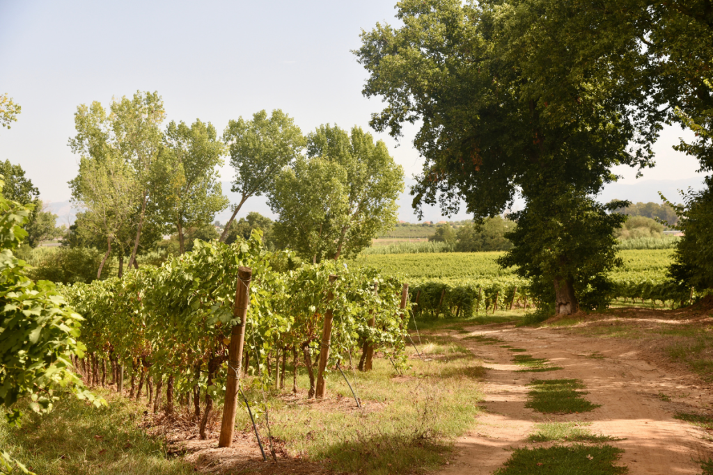 Certificazione Equalitas per Casale del Giglio: tappa strategica del lungo percorso aziendale di sostenibilità