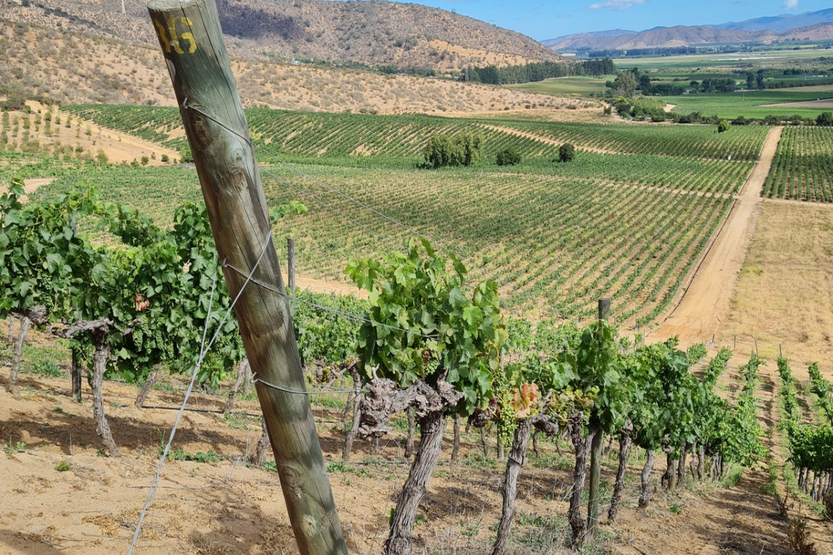 Focus Cile opportunità per il vino italiano e stato dell’arte dell’enoturismo