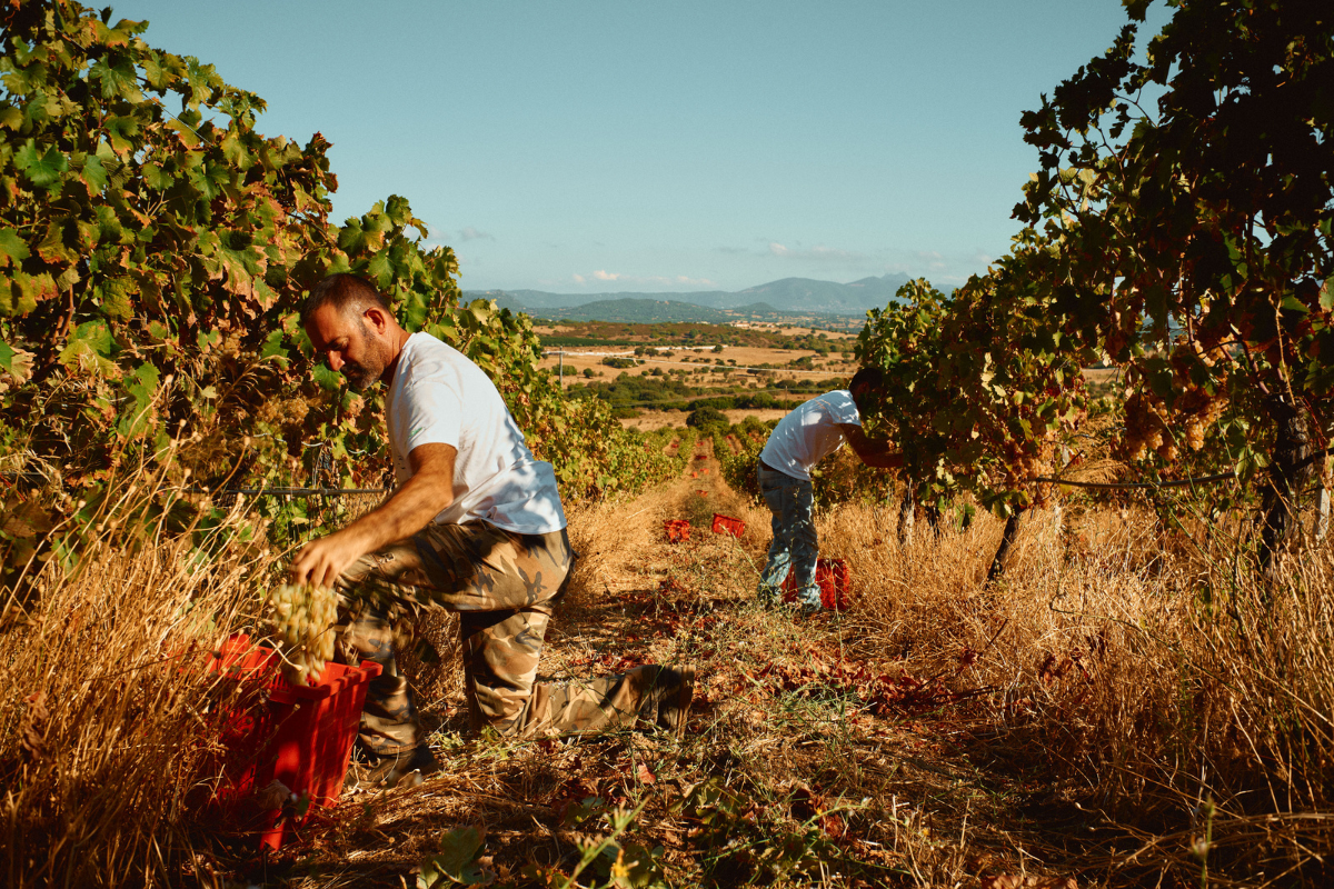 L’Ora Costante Il Cannonau che celebra la tradizione e il terroir della Sardegna