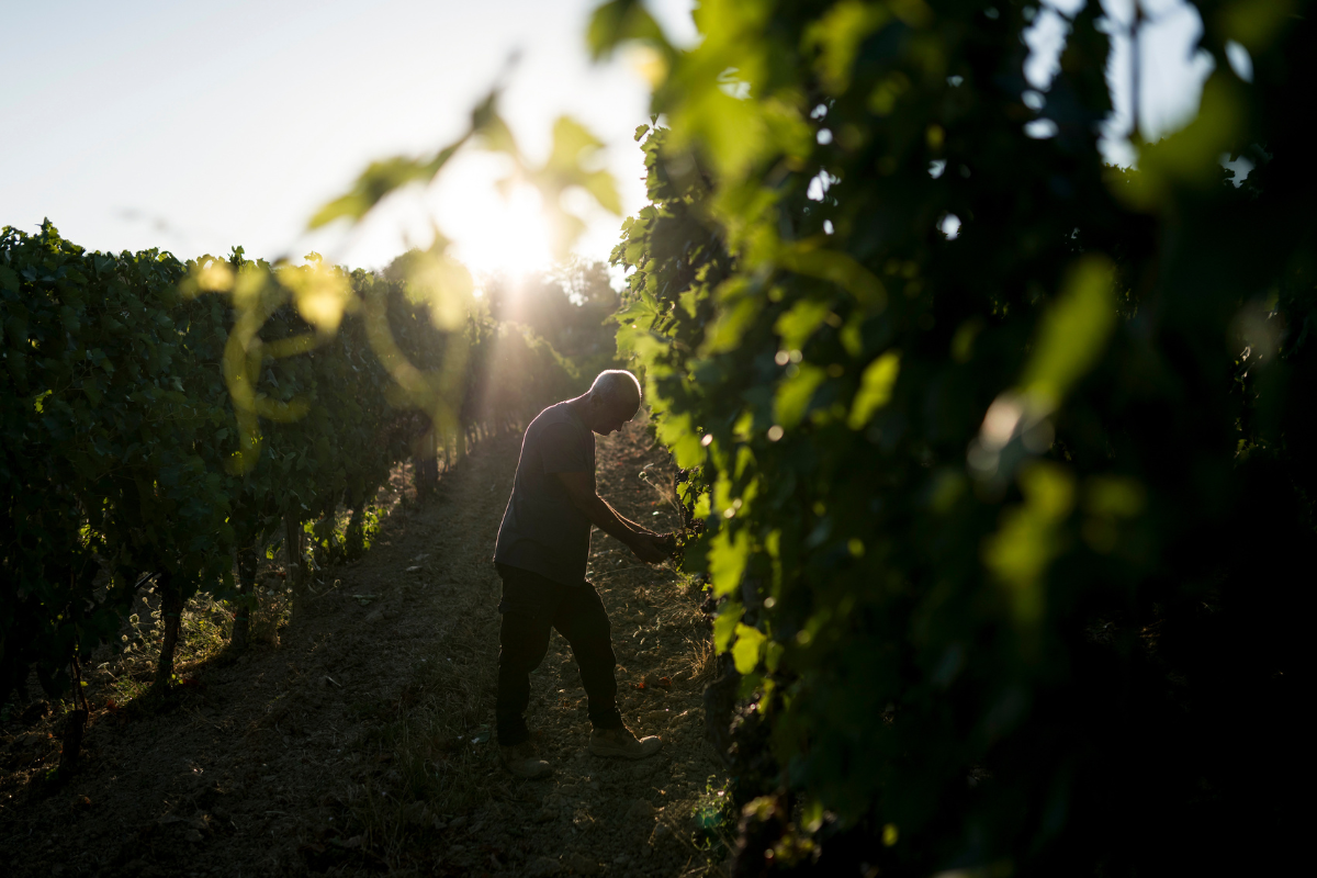 La linea San Clemente di Zaccagnini Montepulciano e Trebbiano d'Abruzzo raccontano un territorio unico