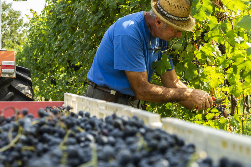 L'azienda Moretvini rinnova il Conegliano Valdobbiadene con il Prosecco Metodo Classico