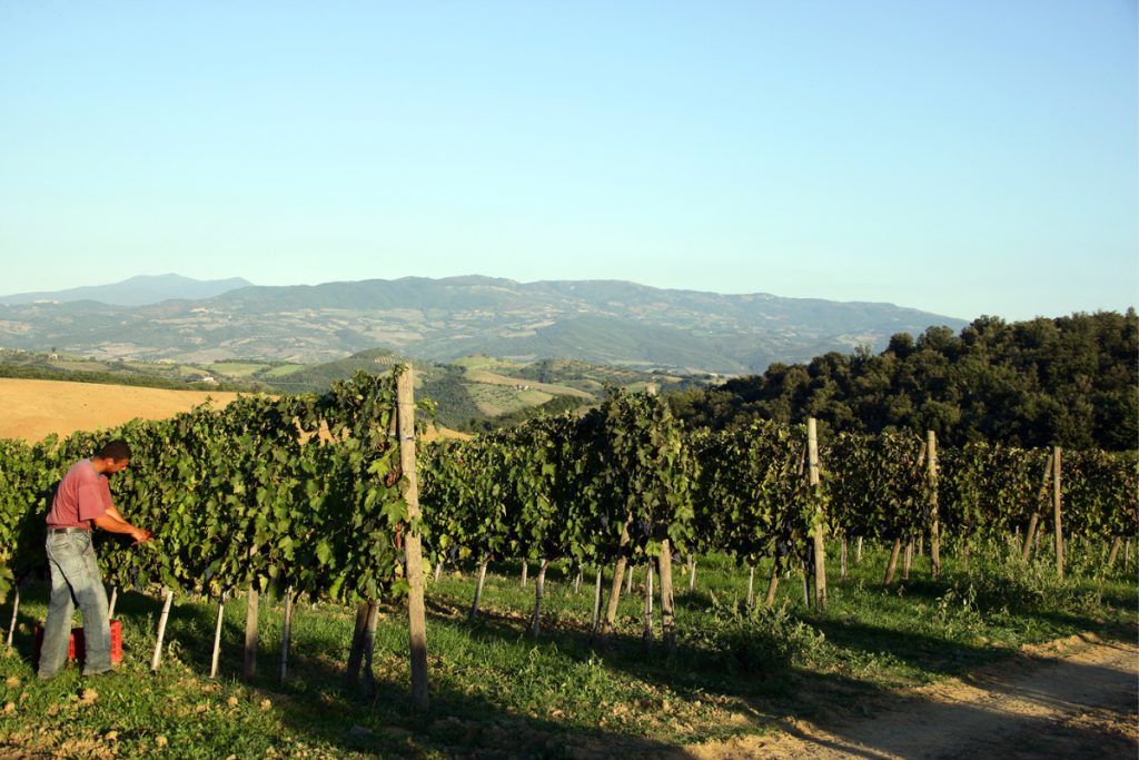 Montecucco, un piccolo tesoro toscano il rosso dei rossi 2024 premia Tenuta Impostino